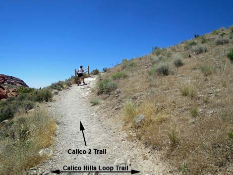 calico 2 trail