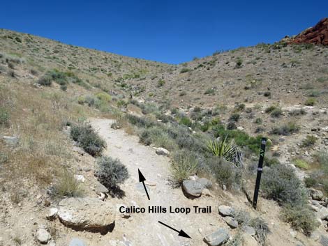 Calico 2 Trail