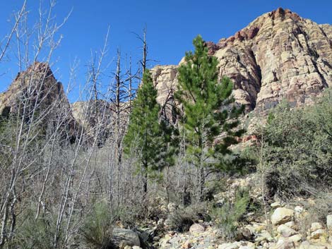 Pine Creek Trail