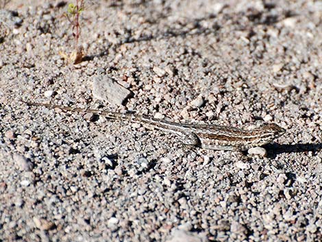 Side-blotched Lizard (Uta stansburiana)