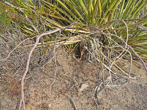 Black-tailed Jackrabbit (Lepus californicus)