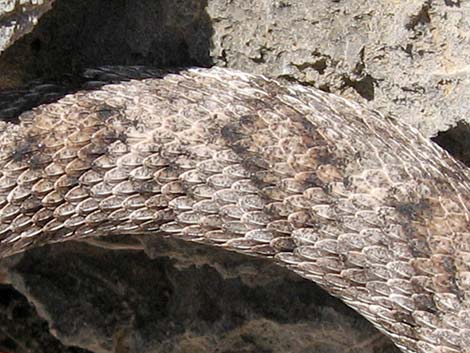Southwestern Speckled Rattlesnake (Crotalus pyrrhus))