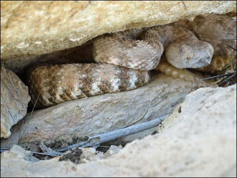Southwestern Speckled Rattlesnake (Crotalus pyrrhus))