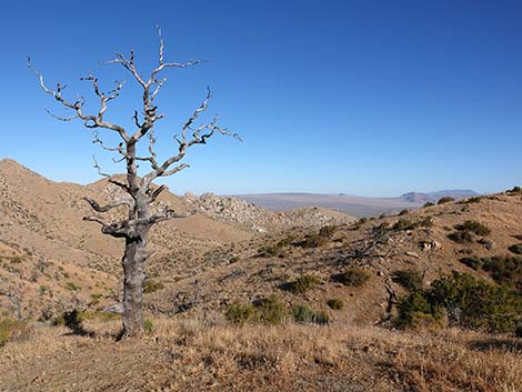 mojave national preserve