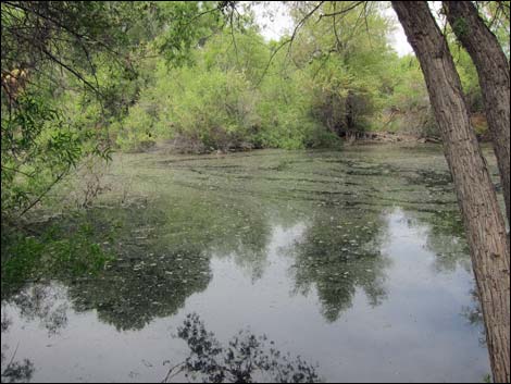 Hassayampa River Preserve