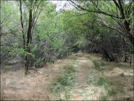 Hassayampa River Preserve