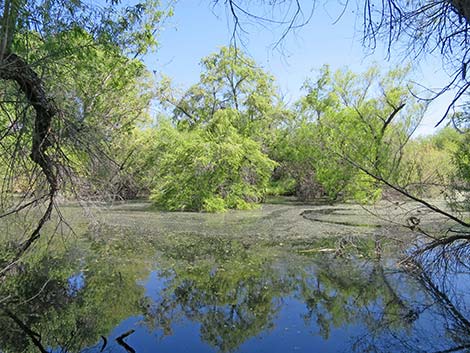 Hassayampa River Preserve