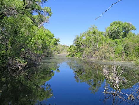 Hassayampa River Preserve