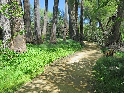 Hassayampa River Preserve