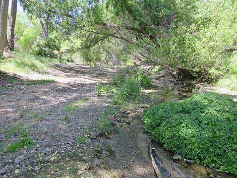 Hassayampa River Preserve