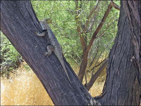 Hassayampa Roadside Rest Area