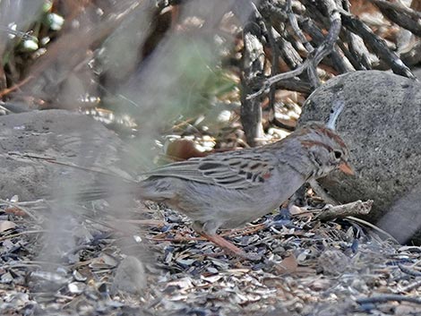 Jasper House Feeders