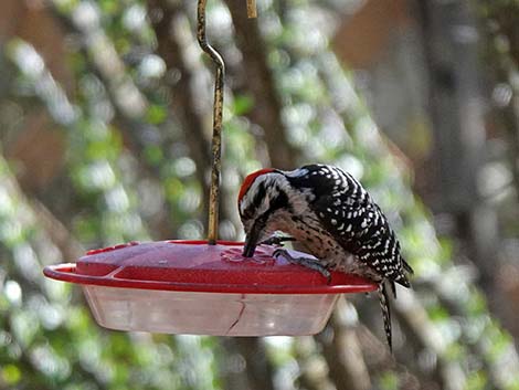 Jasper House Feeders