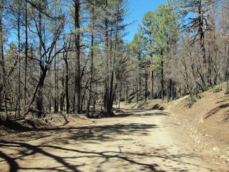 Pinery Canyon Road