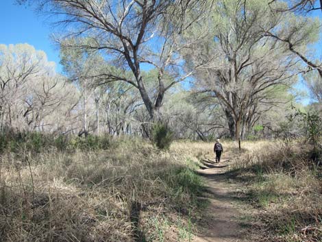 San Pedro Riparian NCA