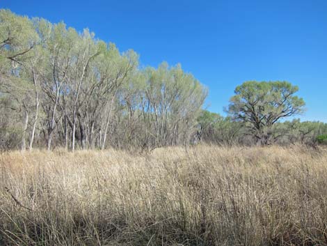 San Pedro Riparian NCA