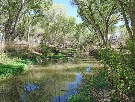 San Pedro Riparian NCA