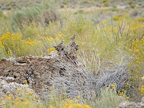 South Tufa Towers Trail