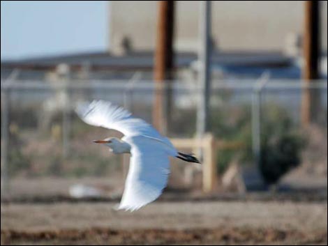 Salton Sea Farm Fields