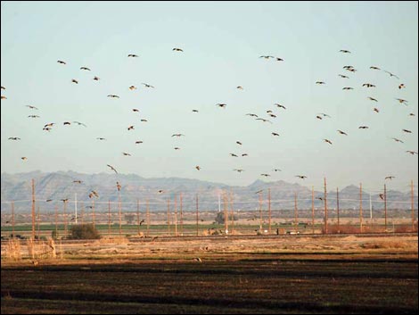 Salton Sea Farm Fields