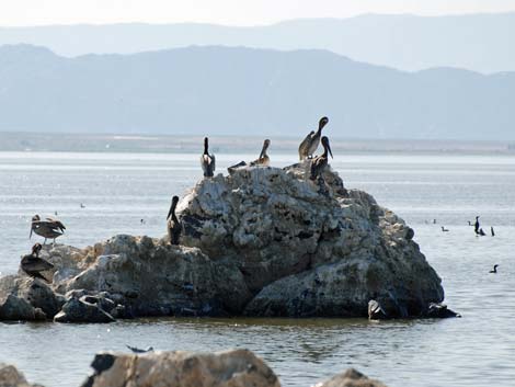 Birding the Salton Sea