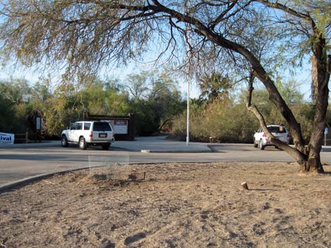 Birding the Salton Sea