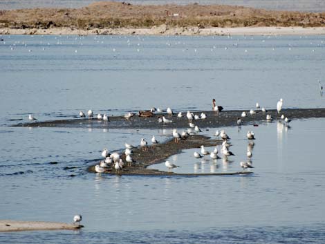 Birding the Salton Sea