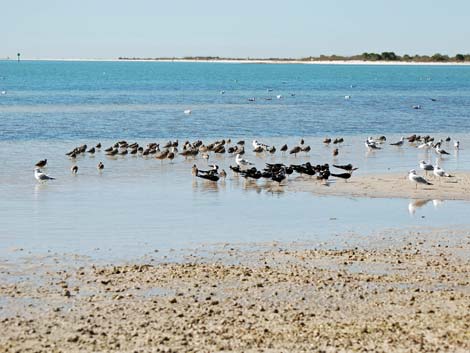 Birding Around Las Vegas, Dunedin, Florida