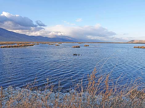 Ruby Marsh National Wildlife Refuge