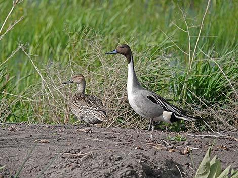 Malheur NWR, Buena Vista Ponds