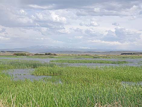 Malheur NWR, Buena Vista Ponds