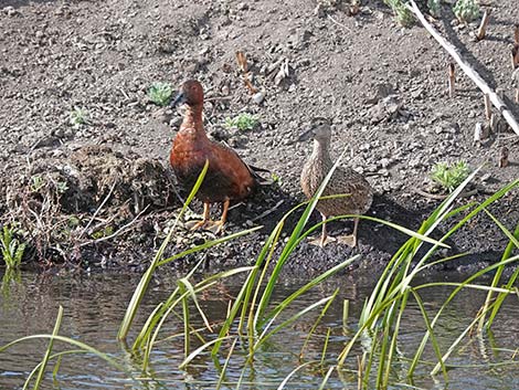 Malheur NWR, Buena Vista Ponds