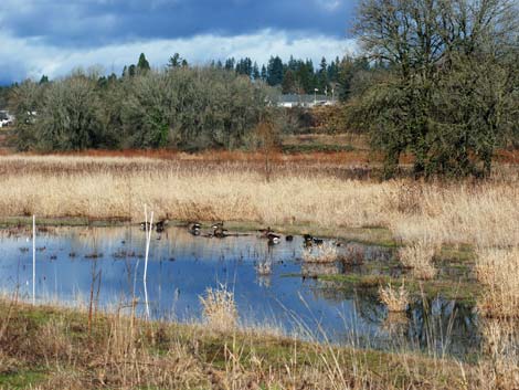 Ridgefield National Wildlife Refuge