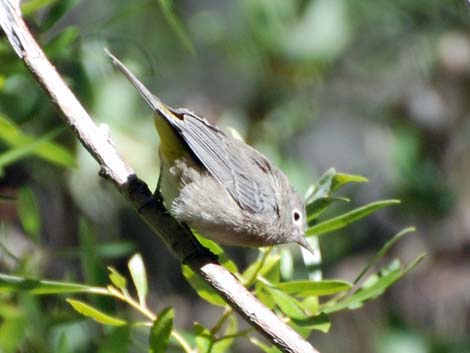 Virginia's Warbler