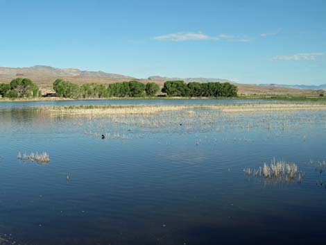 Pahranagat National Wildlife Refuge