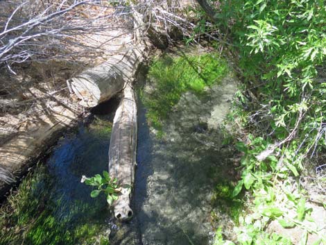 Warm Springs Natural Area