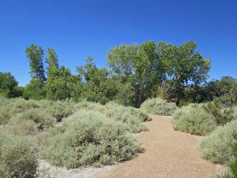 Warm Springs Natural Area