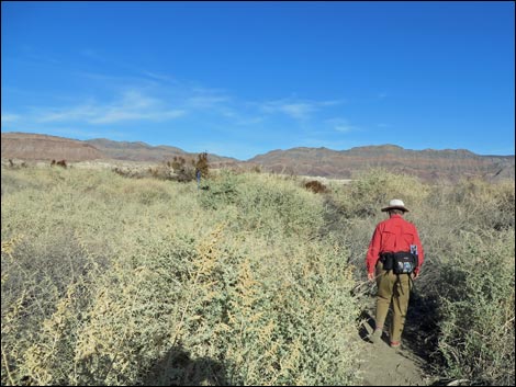 Shoshone Blue Birding Trail