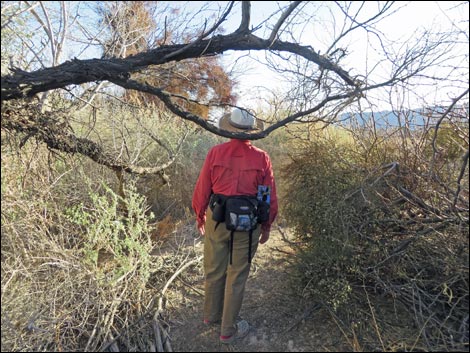 Shoshone Blue Birding Trail