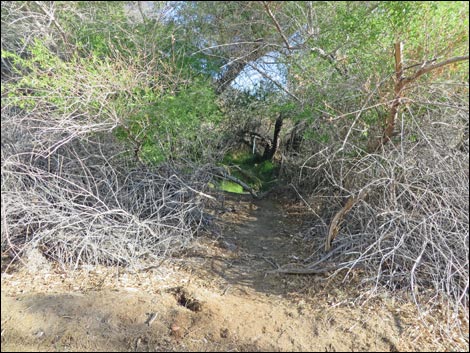 Swimming Pool Trail