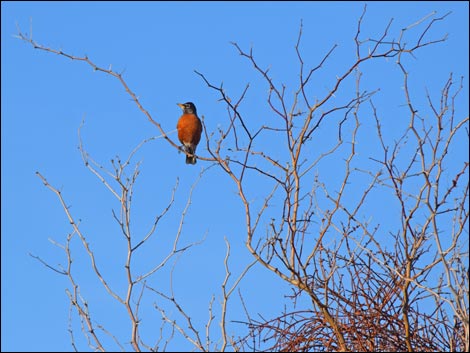 Shoshone Red Birding Trail