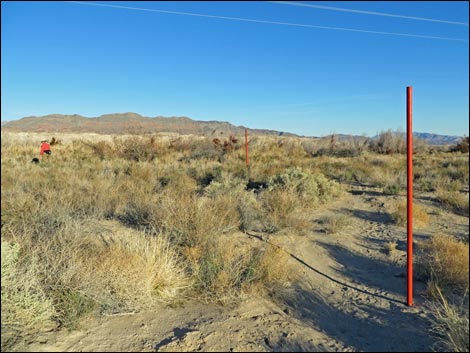 Shoshone Red Birding Trail