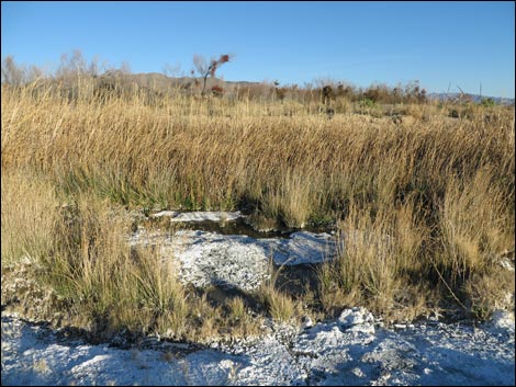 Shoshone Red Birding Trail