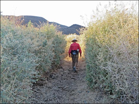 Shoshone Red Birding Trail