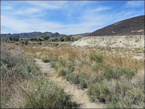 Red Birding Trail