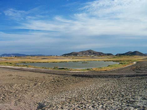 Birding Around the Tecopa Marsh