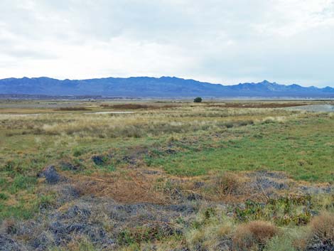 Tecopa Marsh