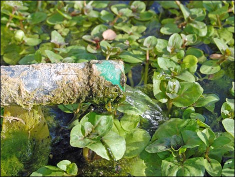 White Rock Spring