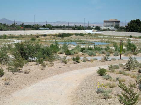 Las Vegas Springs Preserve