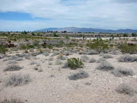 Las Vegas Springs Preserve